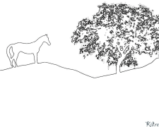 cavallo Disegni Da Colorare Stampabili